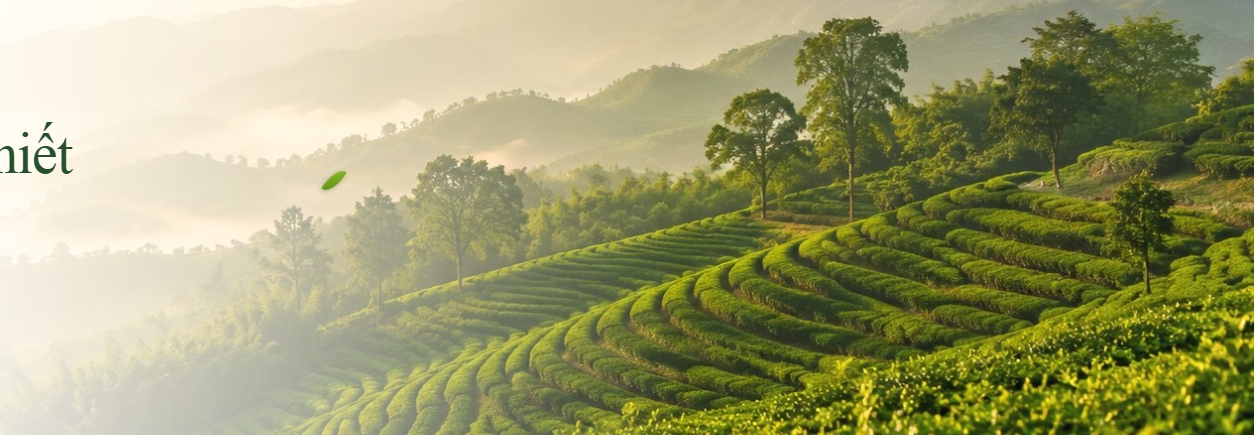 Phong cảnh đồi trà xanh